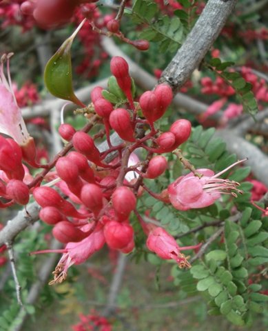 Schotia afra var. afra red buds, pink flowers